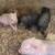 Piglets 1 thumbnail