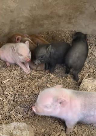 Piglets 1