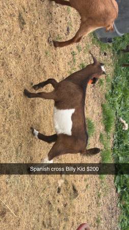 Goats 1