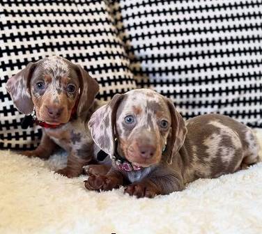 Affectionatepuppy Dachshund (210-240-08six7)