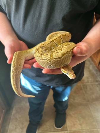 Ball python Female 1