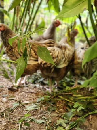 3 free roosters 1