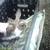 Bunny Rabbits! 6 thumbnail