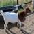 Boer Bucklings 4 thumbnail