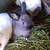 Dwarf Rabbits 3 thumbnail