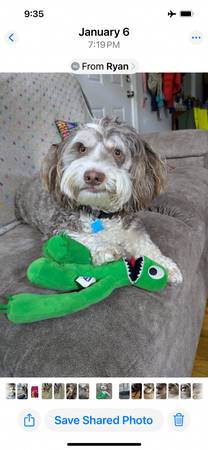 Dog for rehoming- 5 year old havenes (dublin / pleasanton / livermore)