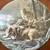 Wolf plates 1 thumbnail