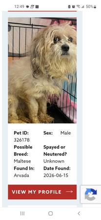 Found dog 1