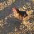 Chickens 8 thumbnail