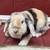 Holland Lop 1 thumbnail
