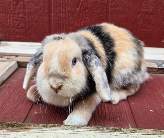 Holland Lop 1