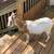 10 goats for sale, 3 wethers 7 does, 4 thumbnail
