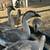 Geese 1 thumbnail