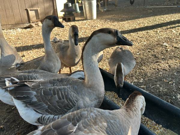 Geese 1