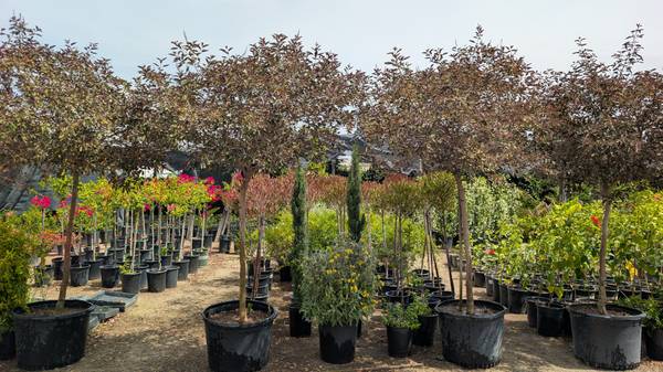 Vitex Tree 1