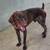 German shorthair pointer pups 12 thumbnail