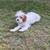 Cavapoo 4 thumbnail