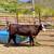 Angus Beef Steers 2 thumbnail