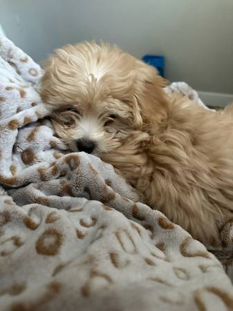 Rehoming Toy Poodle (Las Vegas)63677748940545122
