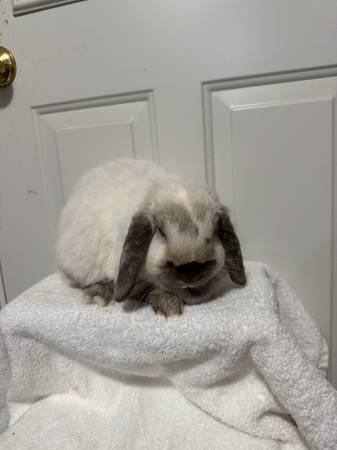 Holland Lop bunny rabbit 1