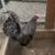 Kikiriki rooster 1 thumbnail