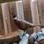 Ring-necked pheasants 2 thumbnail