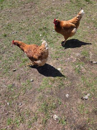 Laying Hens 1