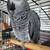 Experienced African Grey Family Looking to Give a Grey a Forever Home 4 thumbnail