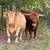 Proven Mid-sized Highland Bull 1 thumbnail