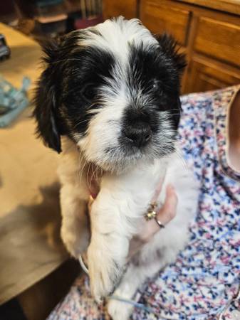 Maltipoo. Cachorros (Sharon)