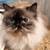 Himalayan/Persian 1 thumbnail