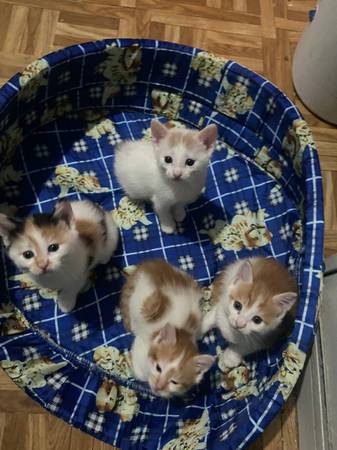 Kittens 1