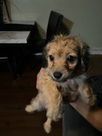 puppy needs new home! 1
