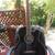 Ibanez acoustic bass guitar 2 thumbnail