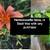 Hemerocallis fulva, commonly known as the Orange Daylily or "ditch lil 1 thumbnail