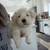 Male Maltipoo 1 thumbnail