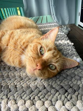 Lost Cat
