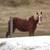 Pair of Belgian Colts 2 thumbnail