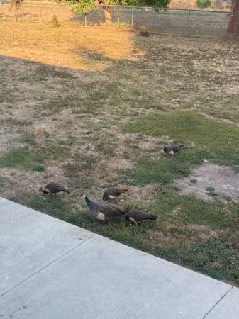 Peachicks 1