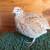 Quail chicks and hatching eggs 8 thumbnail
