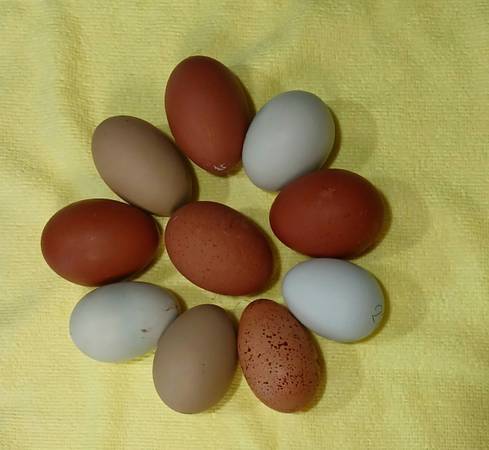 Hatching Eggs 1