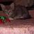 One kitten 8 weeks old liter trained 2 thumbnail
