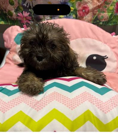 Shorkie 1