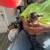 one kitten 3 thumbnail