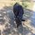 Full Dexter Heifer 3 thumbnail