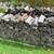 Ash and Maple Firewood for sale. 1 thumbnail