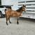 AQpA Registered Buckskin/Dun colt! 3 thumbnail
