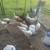 Chickens 4 thumbnail