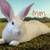 Meat Rabbits 1 thumbnail
