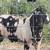 Dapple Boer buck 2 thumbnail
